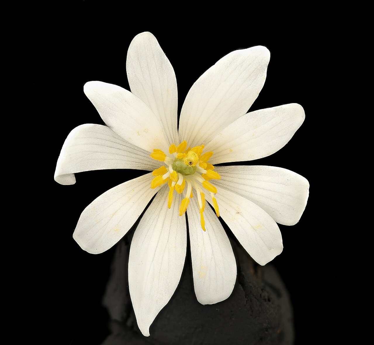 Bloodroot (Sanguinaria canadensis).  An early early spring flower.  Named the blood red interior of its root. So red it was used by Native Americans to paint their faces and as a dye.  No eating this baby though it is full of alkaloids. 

Interestingly, one of those alkaloids, sanguinarine is in som